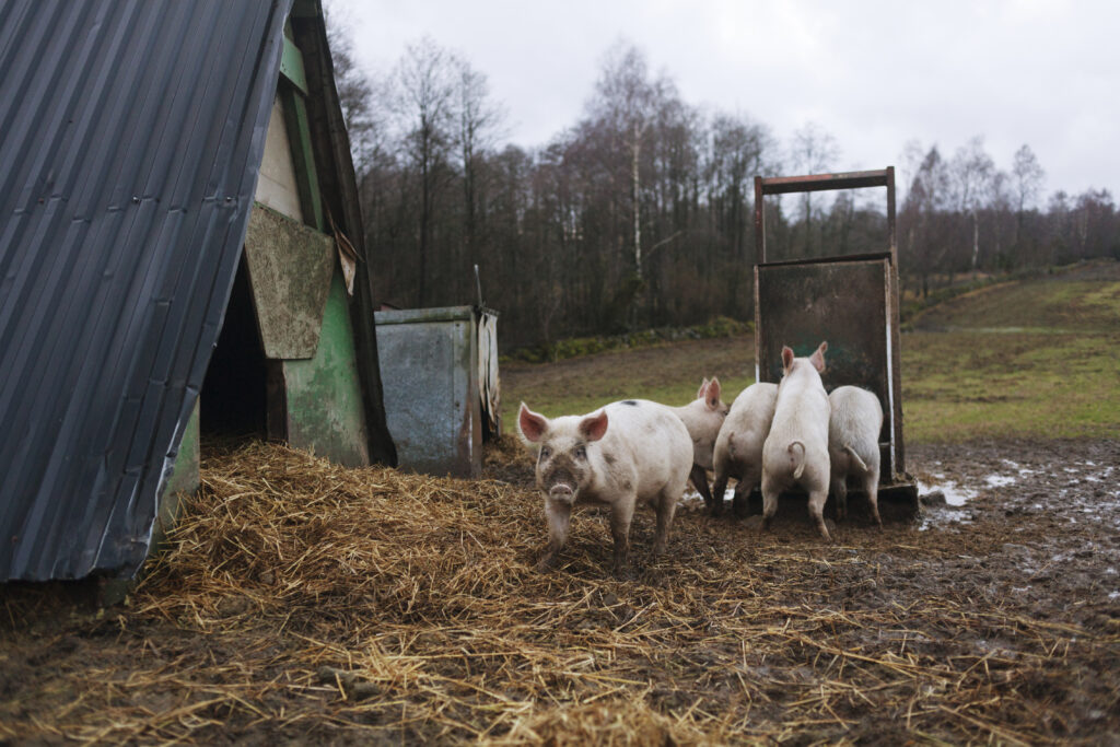 Schweine auf einer Farm im Freien