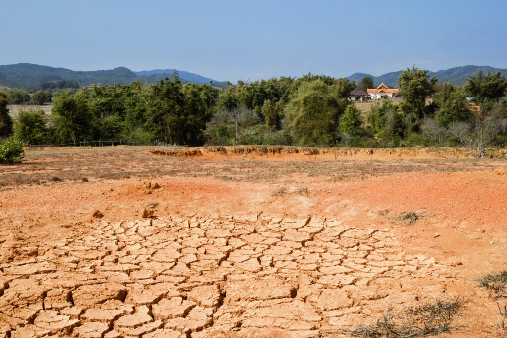 vertrocknete Landschaft und dahinter dürre Bäume