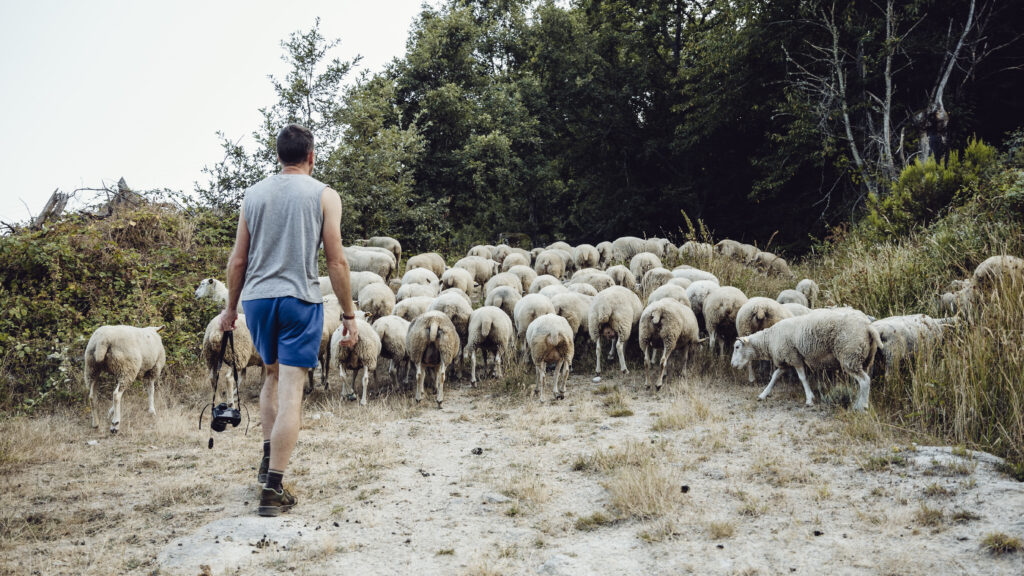 Nachhaltiger Tourismus Mann mit blauer kurzer Hose und Kamera geht einer Herde von Schafen nach